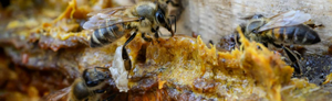 La propolis, ce désinfectant naturel